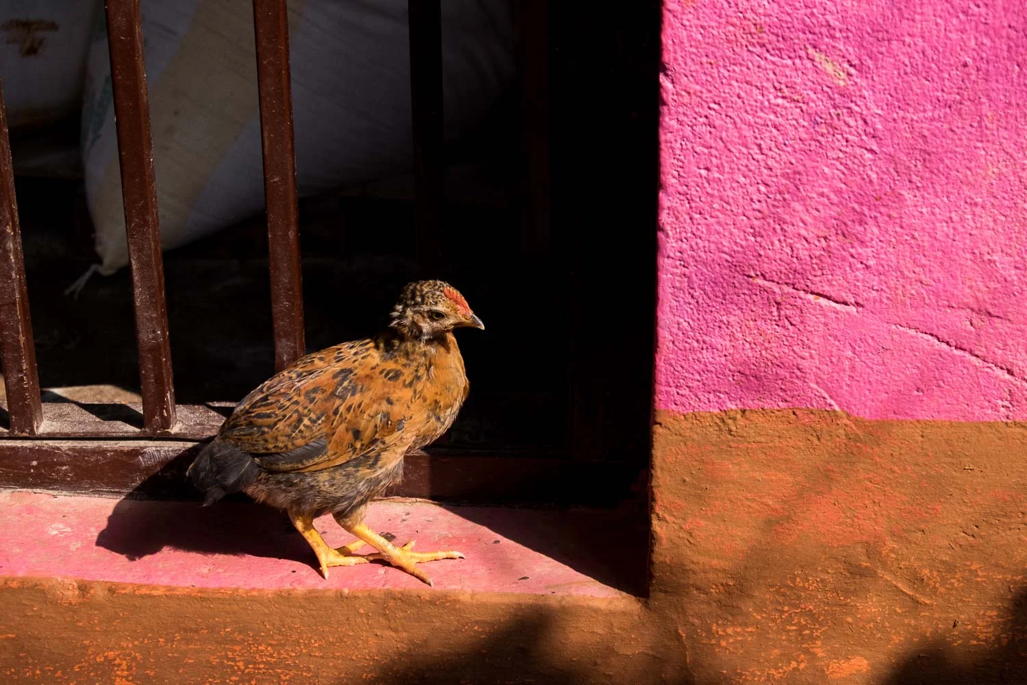  Nepal 2015, Francesco Vicenzi Photography 