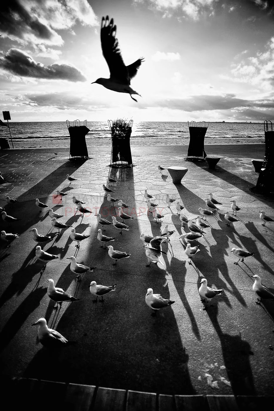 Jonathan Livingston Seagull - Melbourne, 2009.jpg
