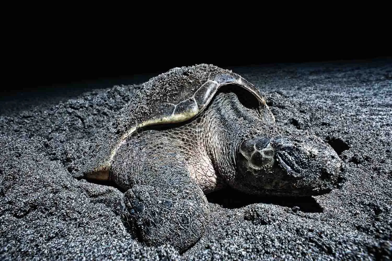  Jona (the name I gave to her) is a big turtle found nestling on the beach in Montezuma on the 4th of June. Sea Turtles are listed as threatened or endangered species and their eggs need to be protected from beach traffic, seagull and human pickers. Conservationists are used to relocate eggs in a fenced nurseries to protect them from any danger it may occur . 