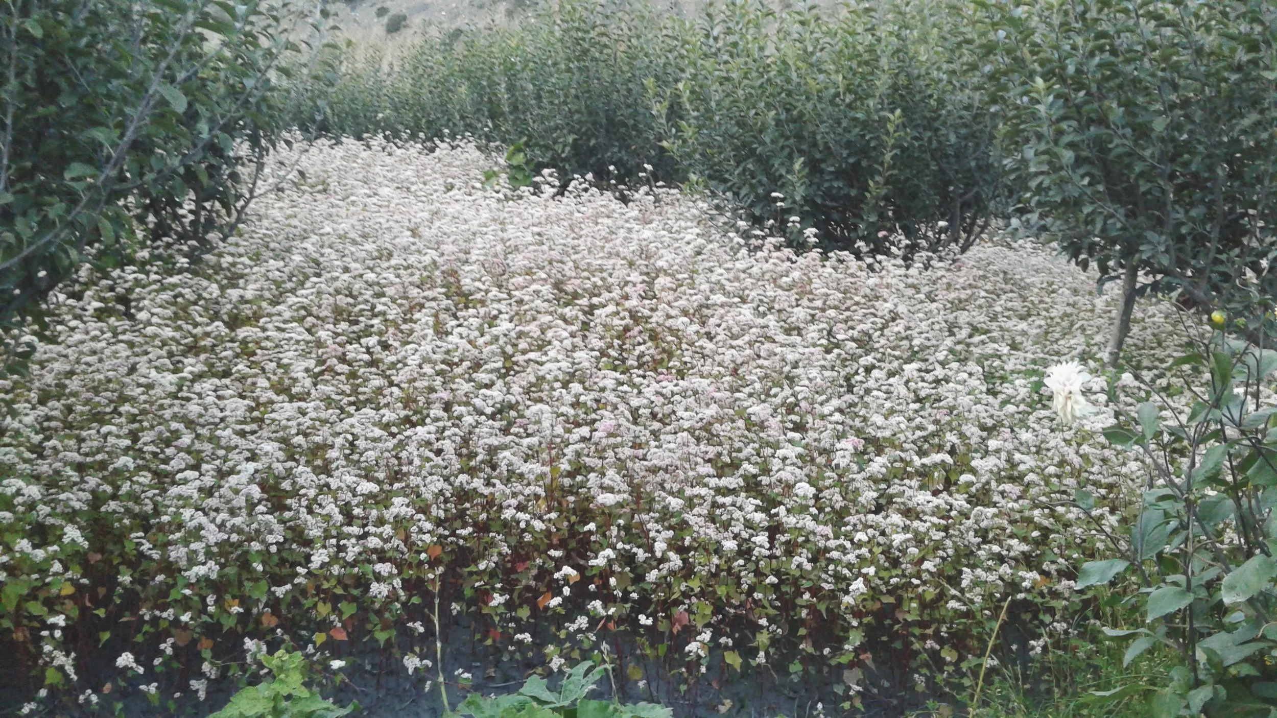 "Buckwheat if our main food crop in Mustang. It is harvested during mid-October and handpicked for a real taste. There is less production in recent years which has lead to higher cost."