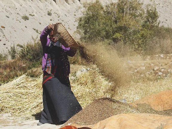 "Buckwheat harvesting is a shared responsibility between all people in the village. We help our neighbors, and in return they help us."