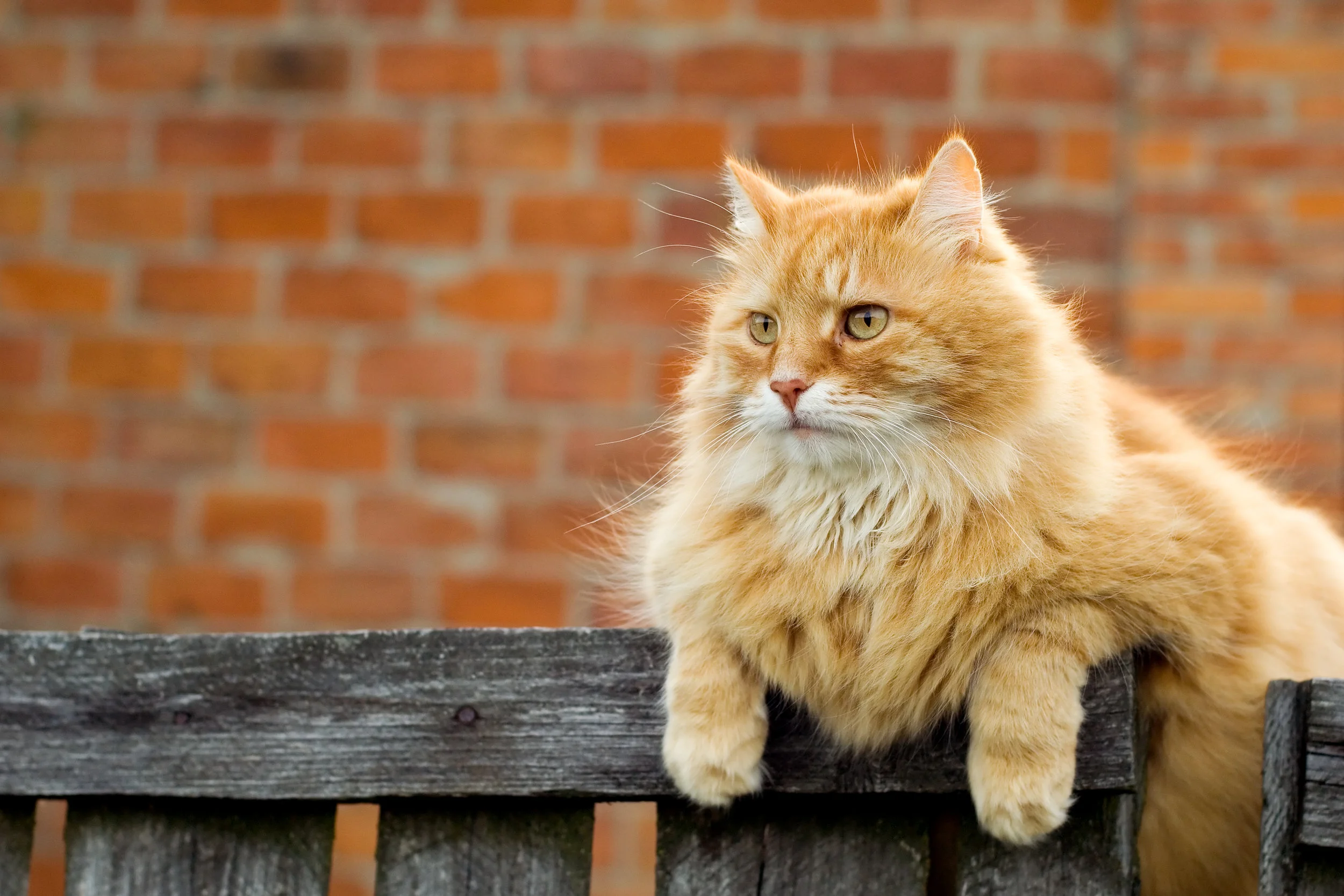 Cat on fence_LARGE.jpg