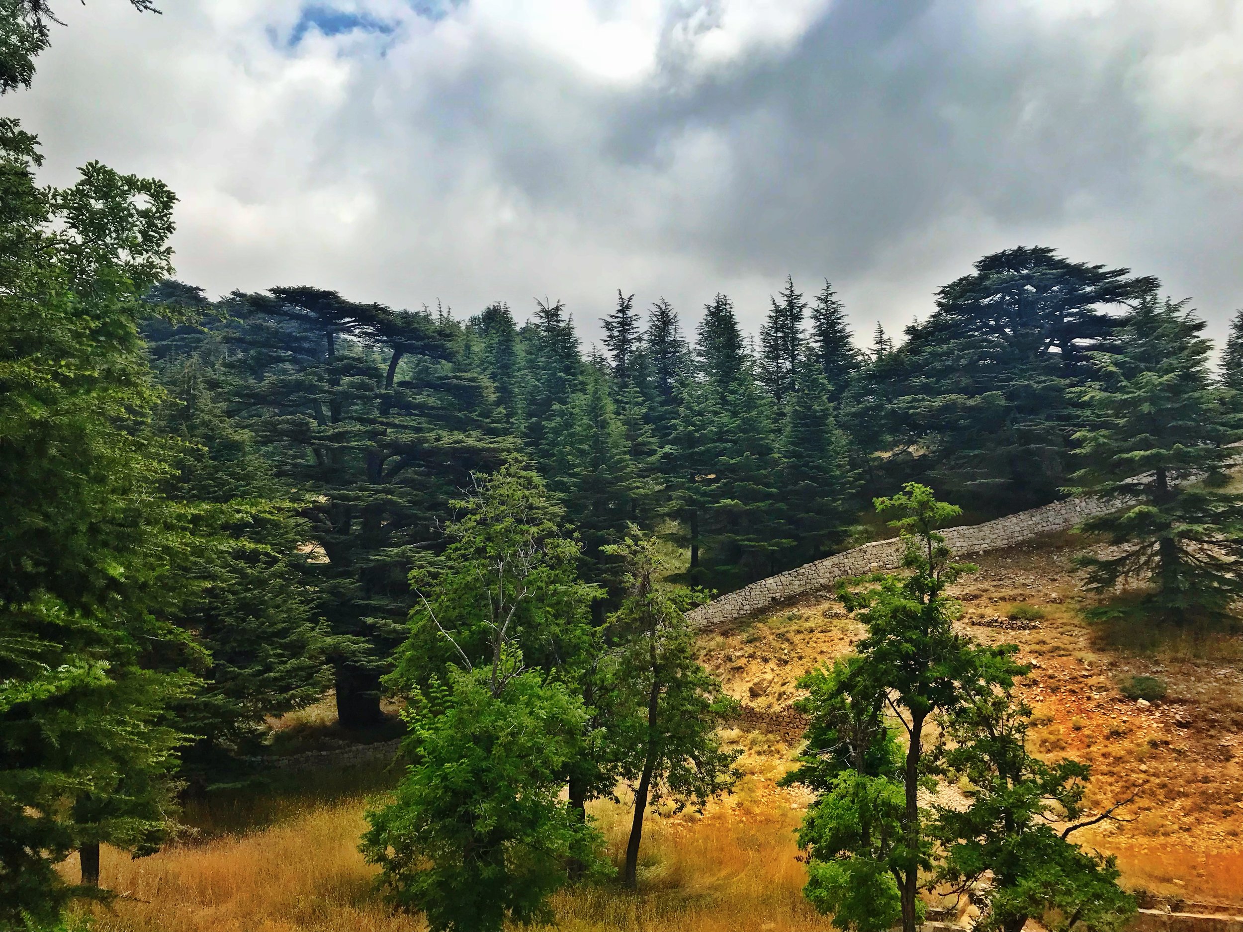 Cedars of Tannourine