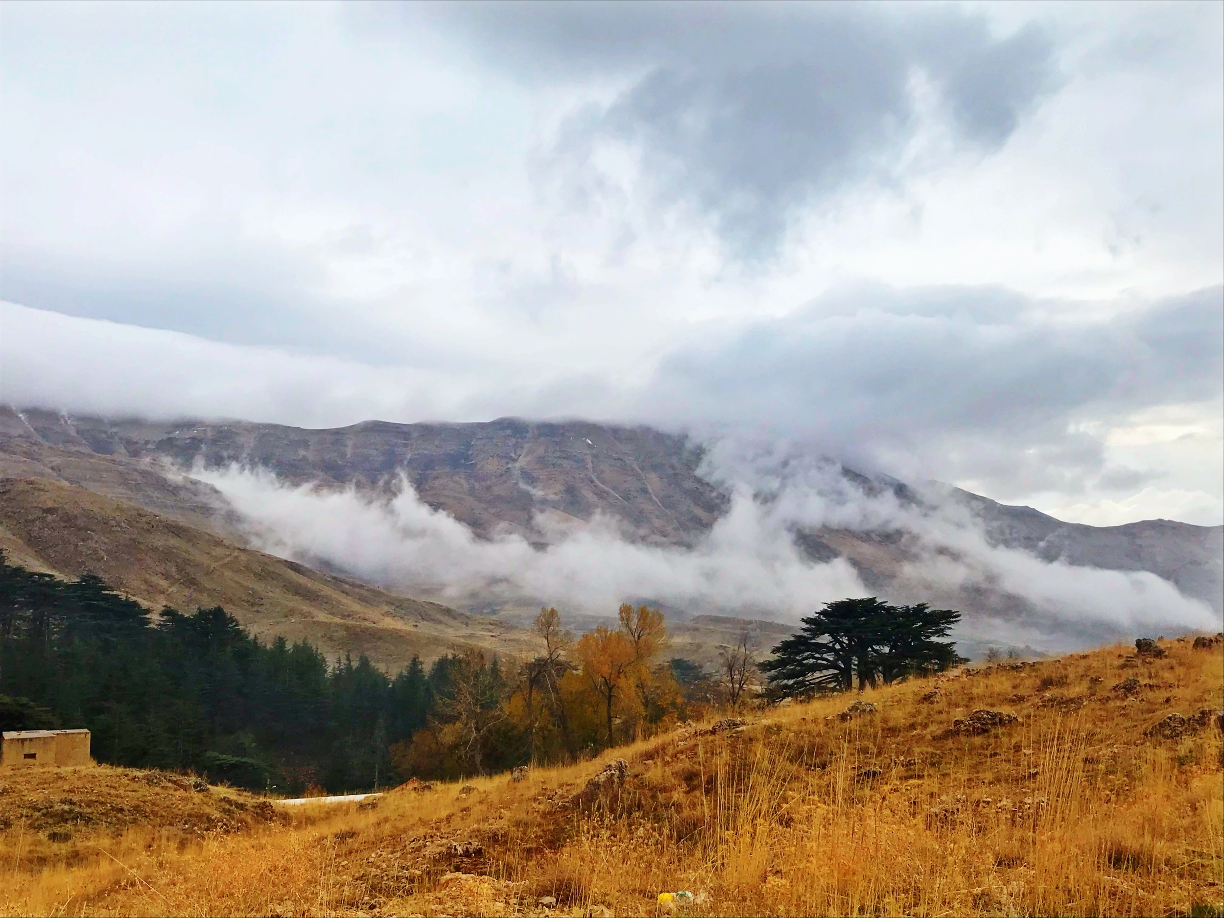 Cedars of God