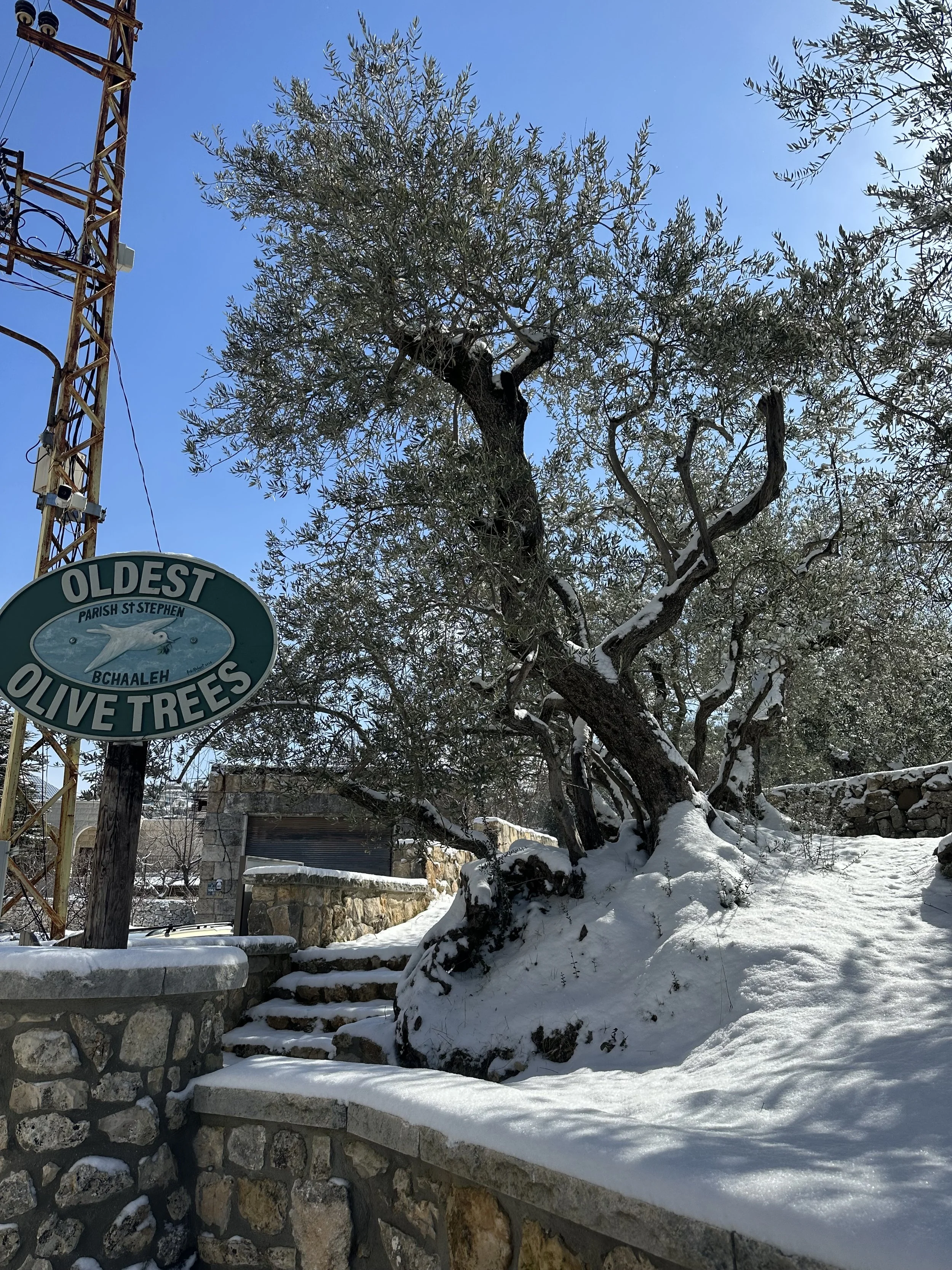 Noah old olive tree.jpeg