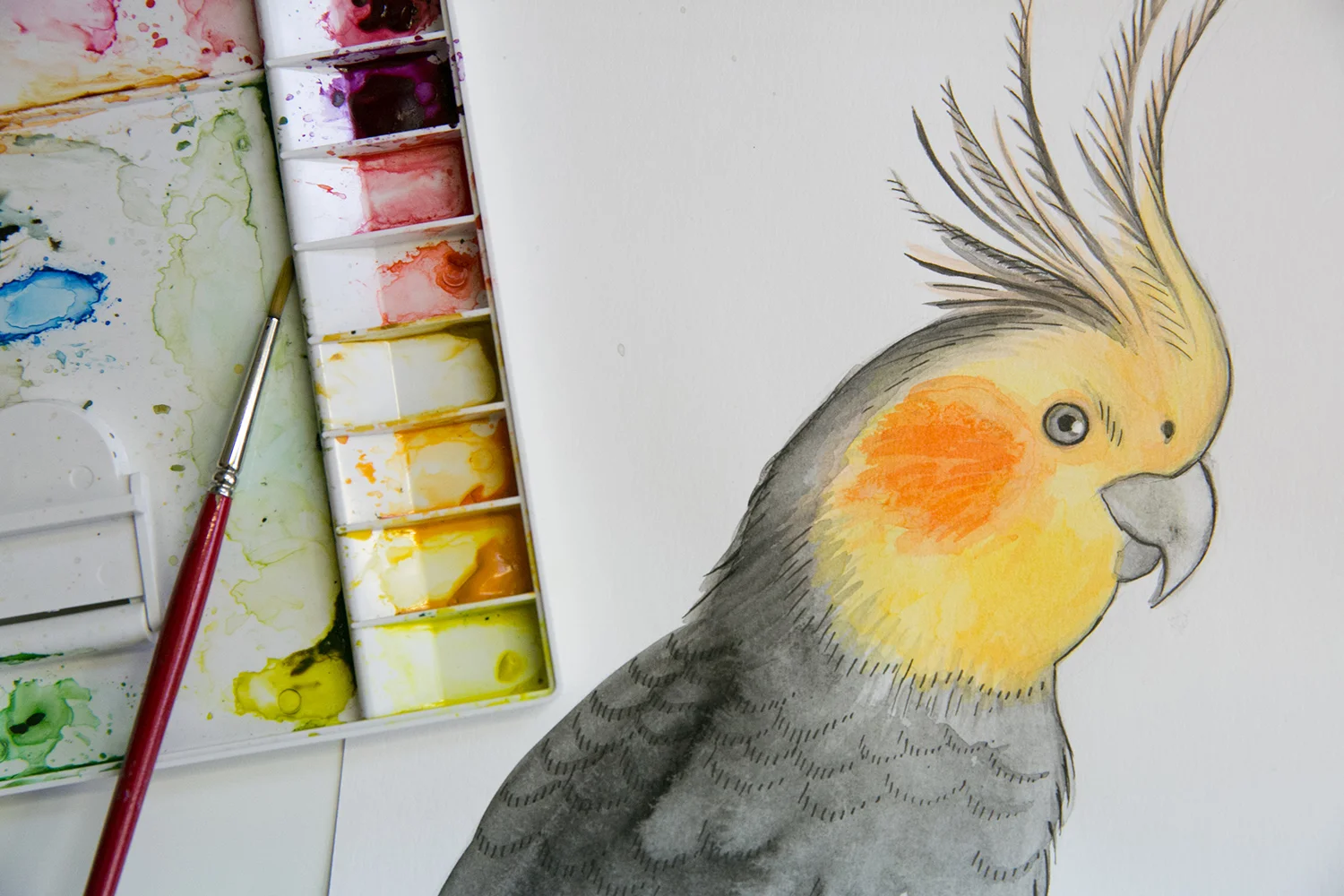 Watercolour painting Cockatiel bird - photo by encapture.com.au