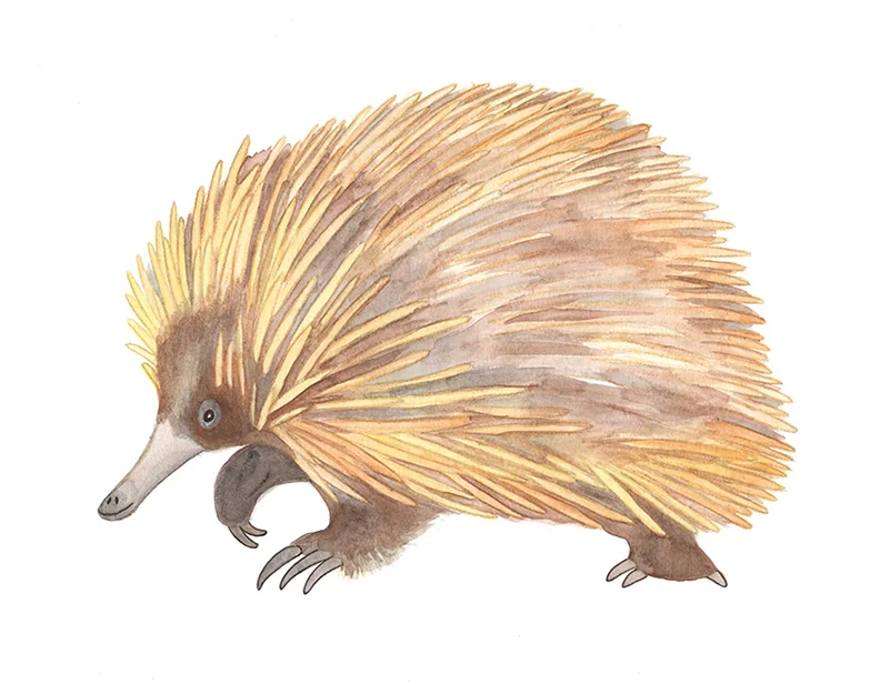 Echidna - Watercolour commission