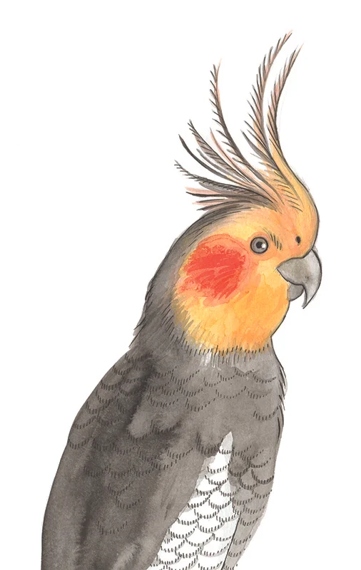 Cockatiel Bird - Watercolour & pen