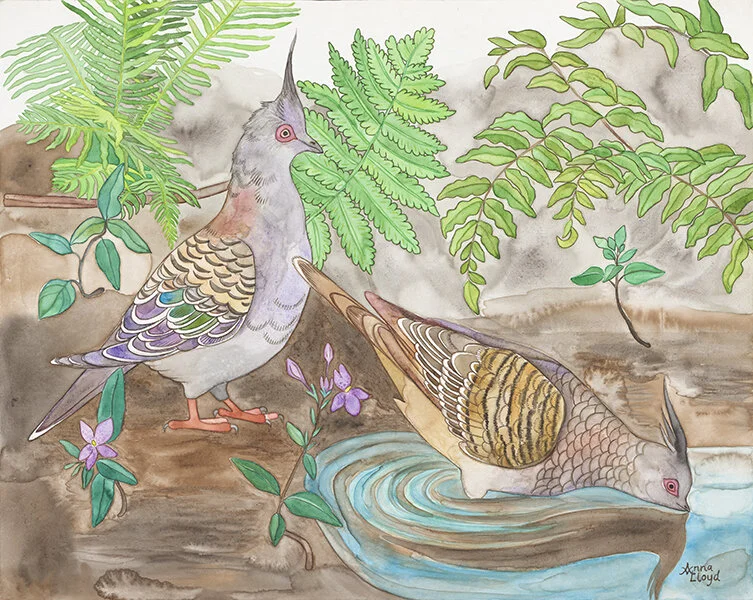 Crested Pigeons - Watercolour on canvas