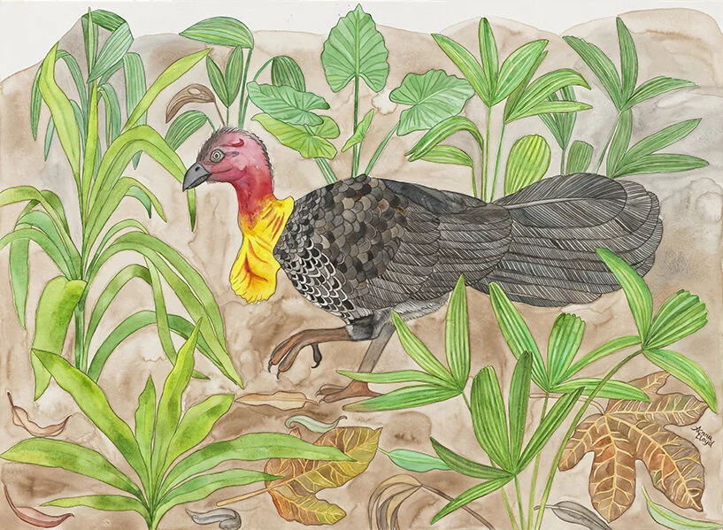 Brush Turkey - Watercolour on Canvas