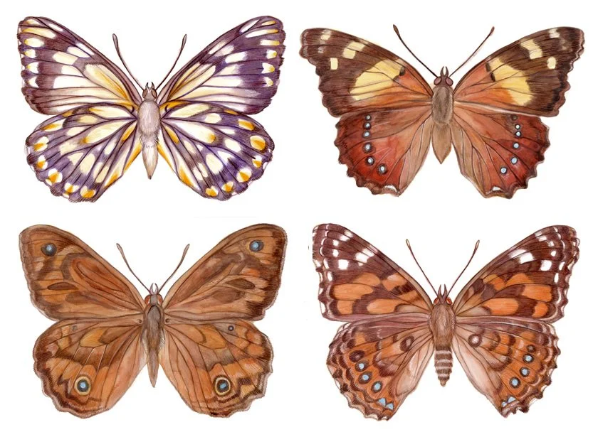 Australian butterflies - watercolour, pencil & ink