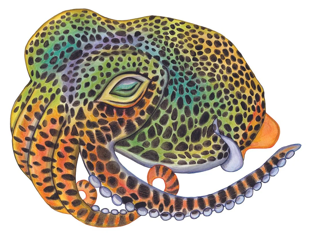 Rainbow Dumpling Squid - Watercolour