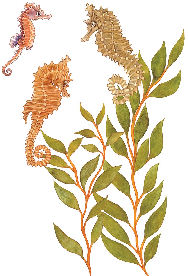 White's seahorses - Watercolour 2026