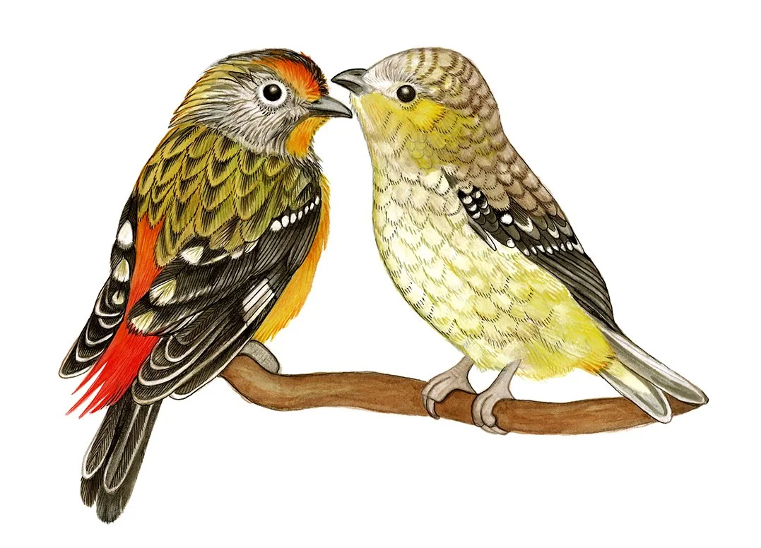 Two Spotted Pardalote Birds - Watercolour