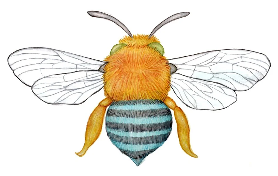 Blue Banded Bee - Watercolour & Pencil
