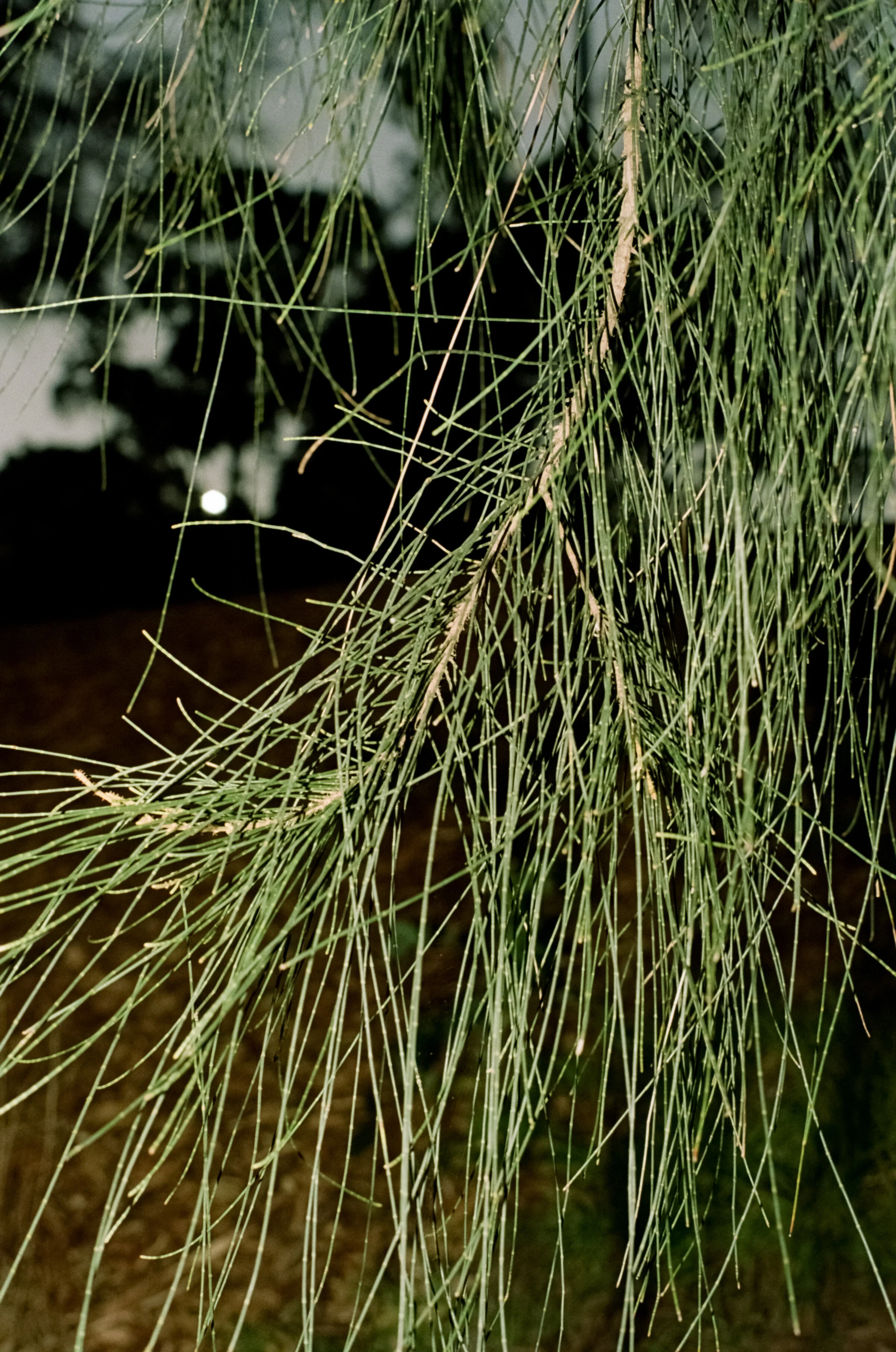 000287580011_9A.jpg