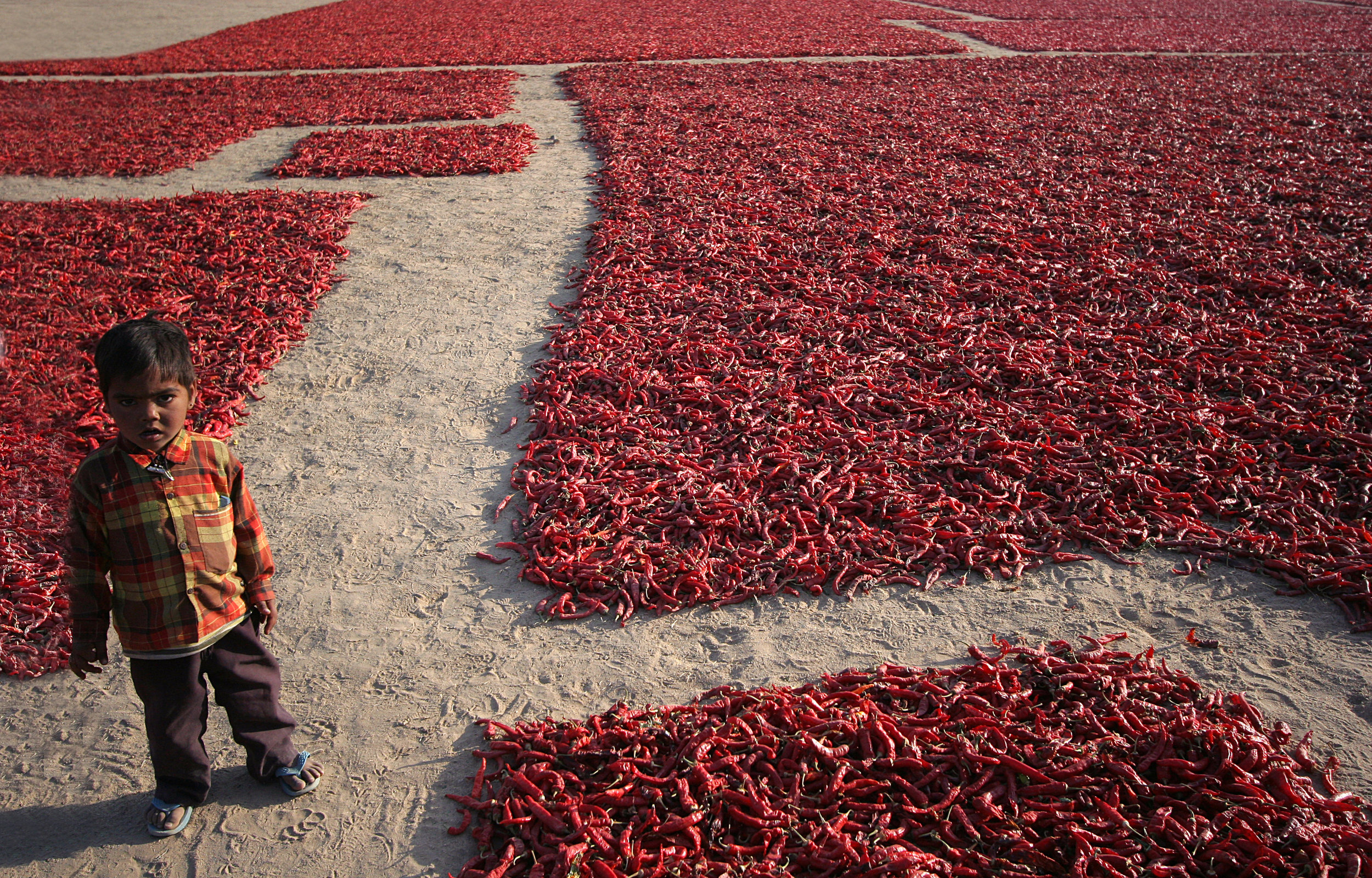 Chilli Pepper Farm.jpg