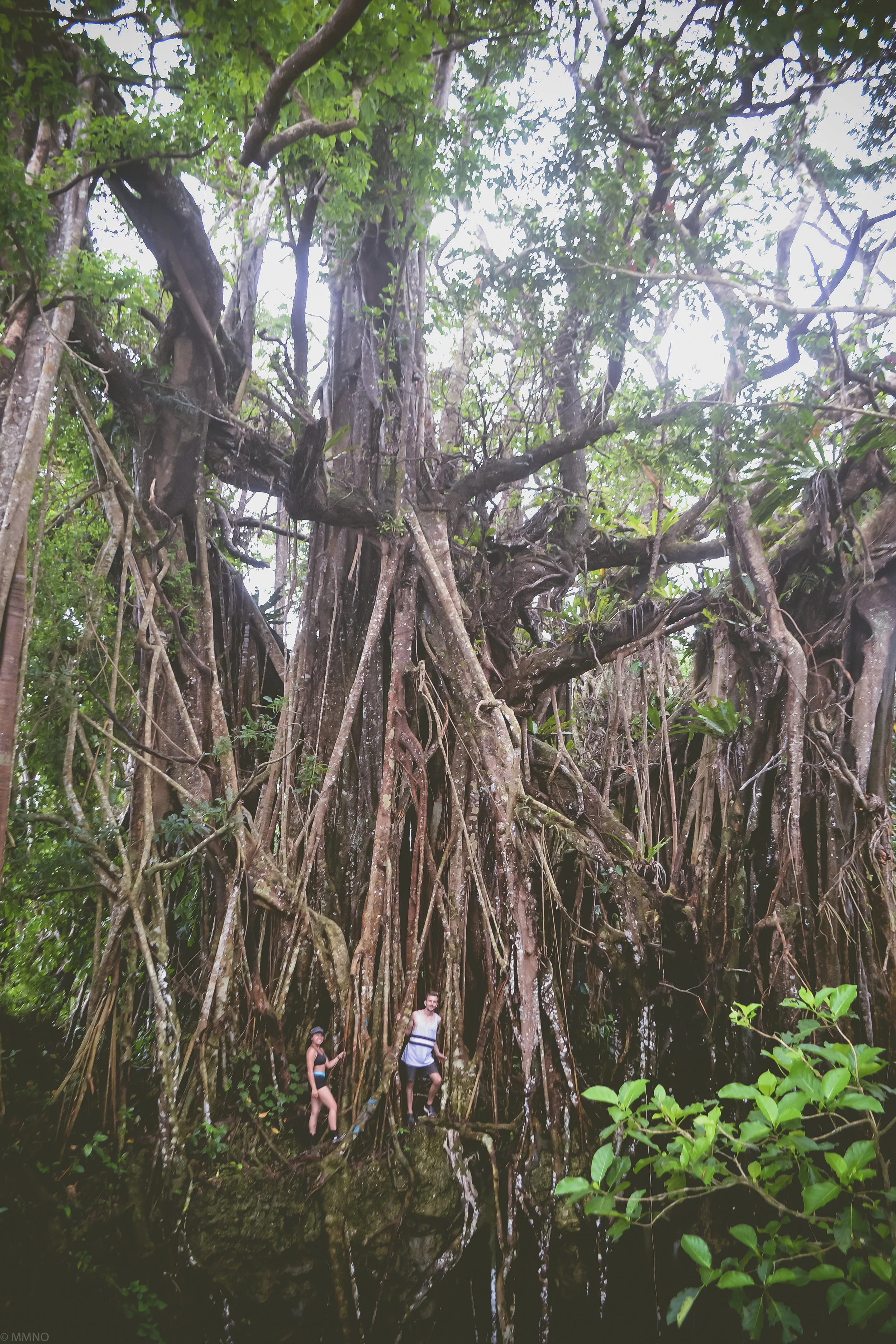 are quite grand in person. This particular tree is 800+-year-old. One of the oldest in the country and certainly one of the oldest I've personally seen. 