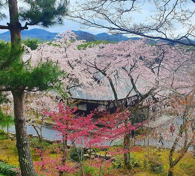 We went to visit this amazing temple garden in Japan just a few weeks ago during cherry blossom season. Looking at the colours of nature, it's a reminder of how beautiful the world can be, despite the difficult situation many of us are facing right n