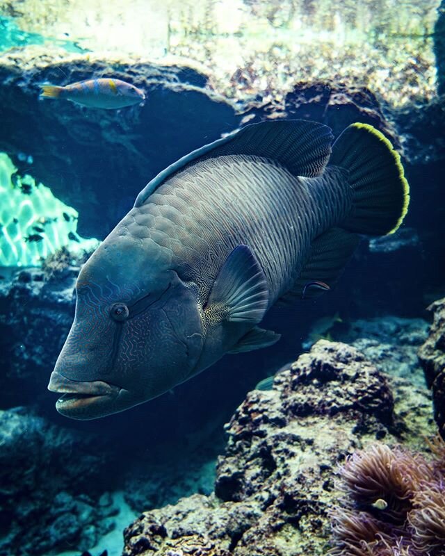 One of my favourite creatures of the sea - the Humphead Wrasse, also known as the Māori Wrasse. Photo taken during our trip in Okinawa, Japan 📷  Protected and cared for at the amazing Churaumi Aquarium @kaiyohaku_churaumi #fish #nature #japan #okina