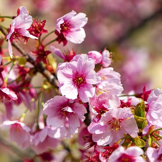 Pretty in pink! 🌸
Cherry blossoms in full bloom during spring time, Japan. 
#japan #honeymoon #cherryblossom #sakura #pink #hanami #japan2020
