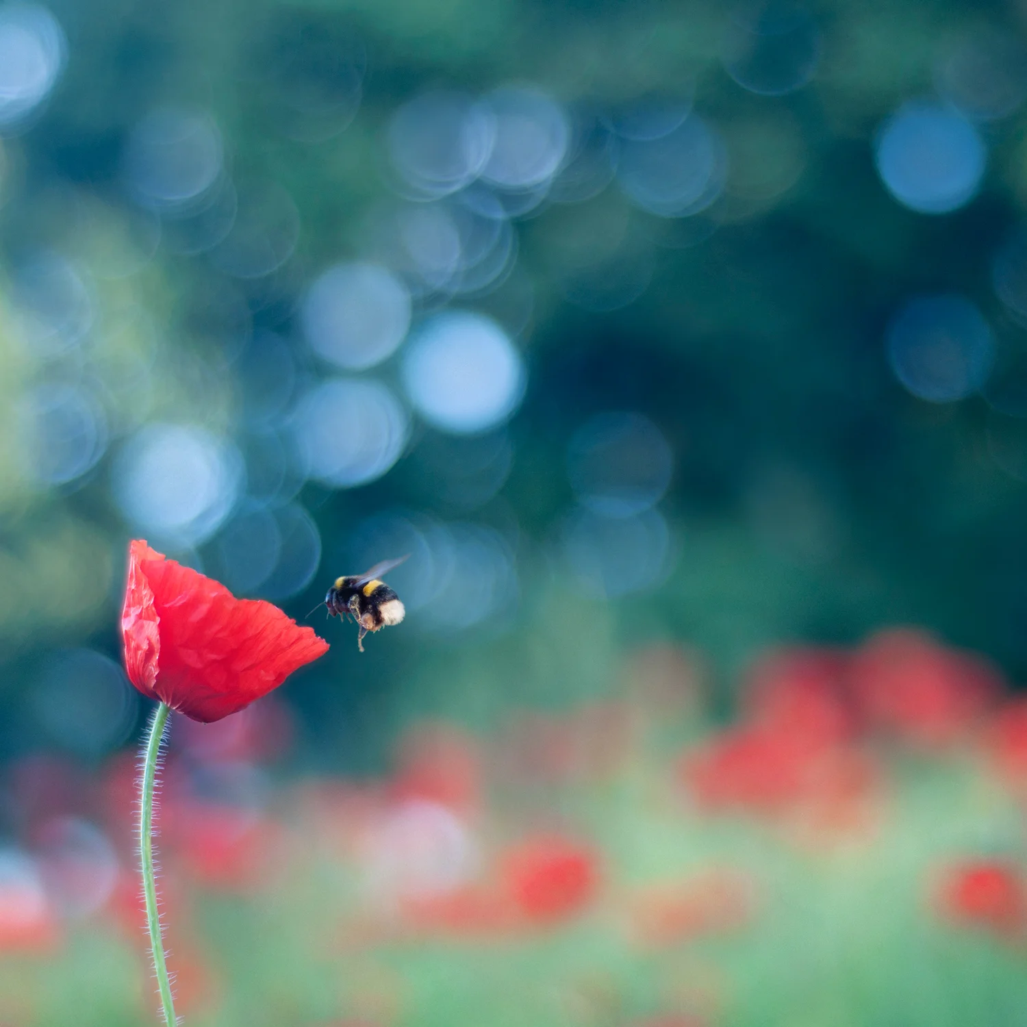 BeePoppyWEB.jpg