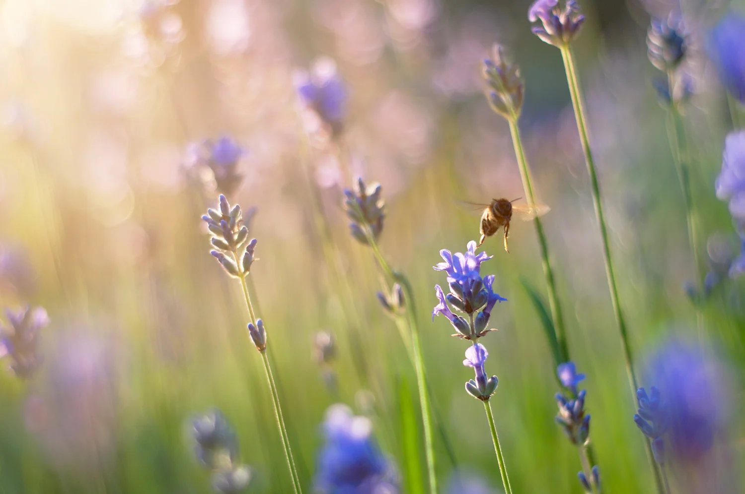 Ida_Hollis_Photography_Nature004.jpg