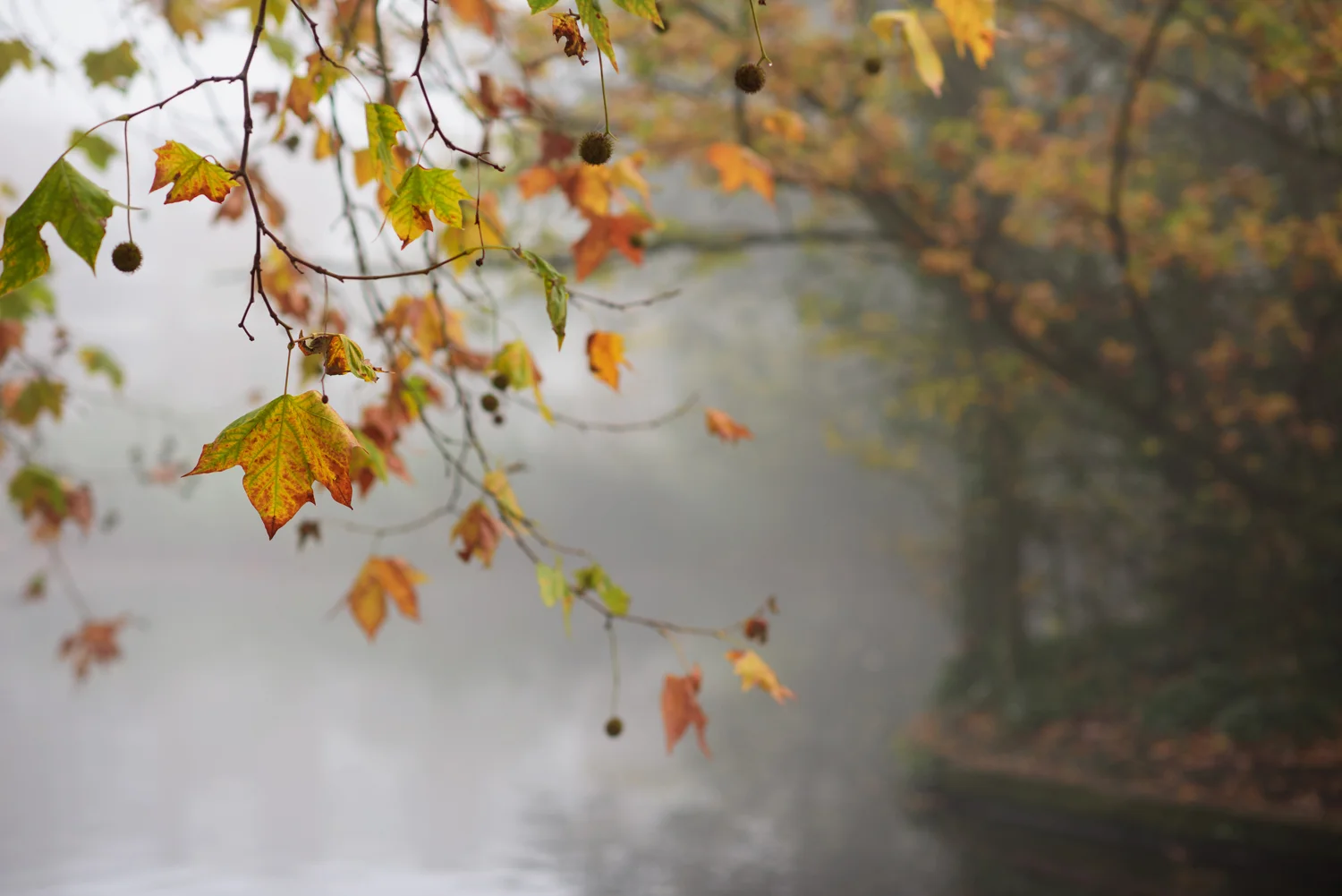Ida_Hollis_Photography_Nature019.jpg