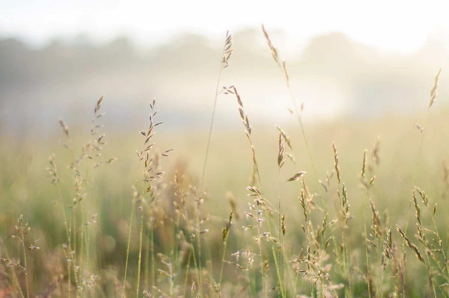 Ida_Hollis_Photography_Nature032.jpg