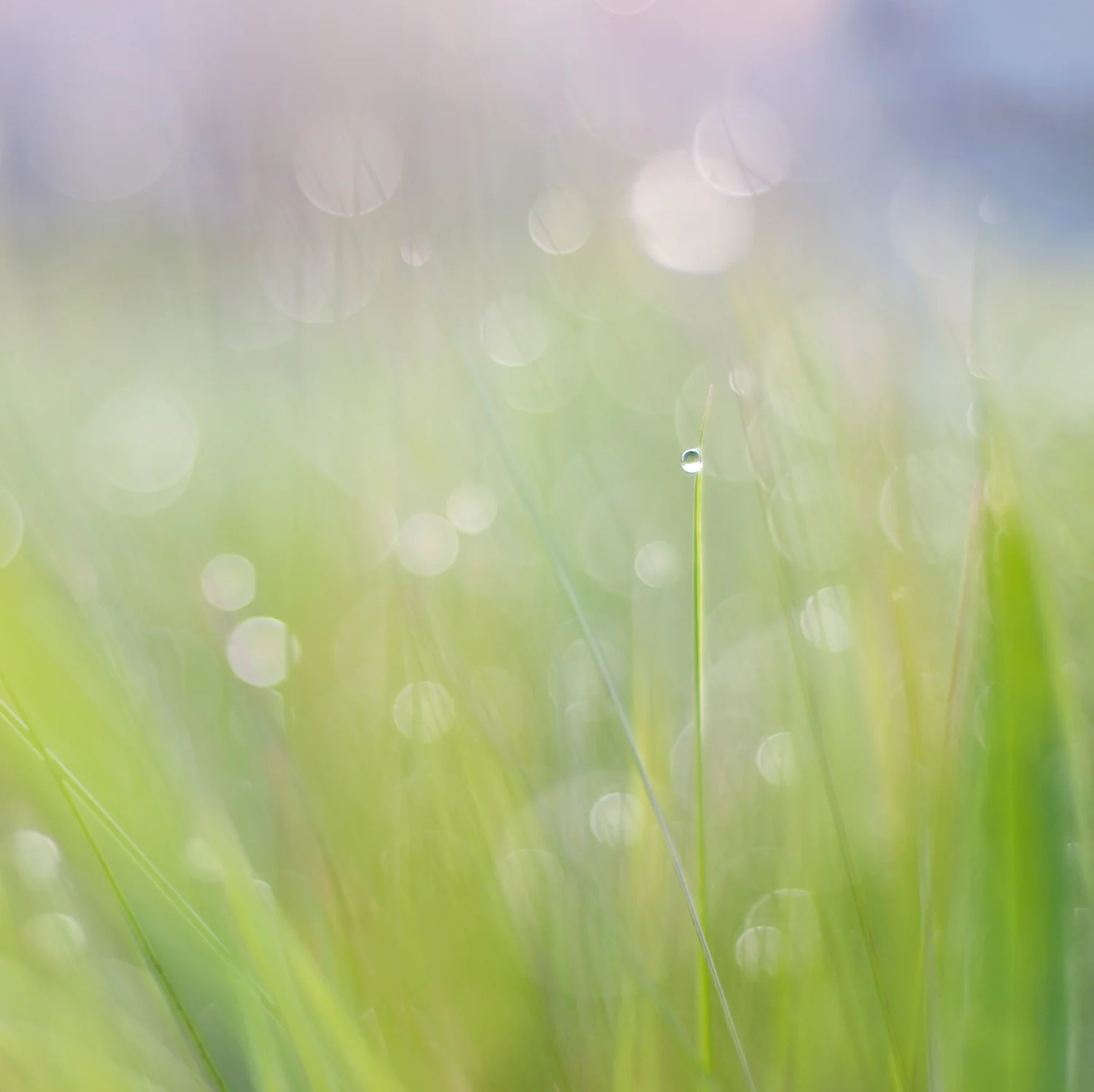 Ida_Hollis_Photography_Nature033.jpg