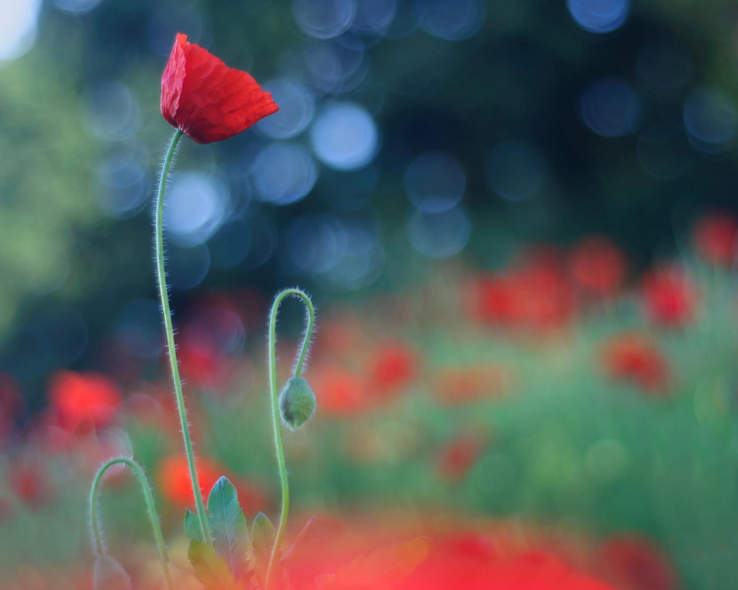 Ida_Hollis_Photography_Nature041.jpg