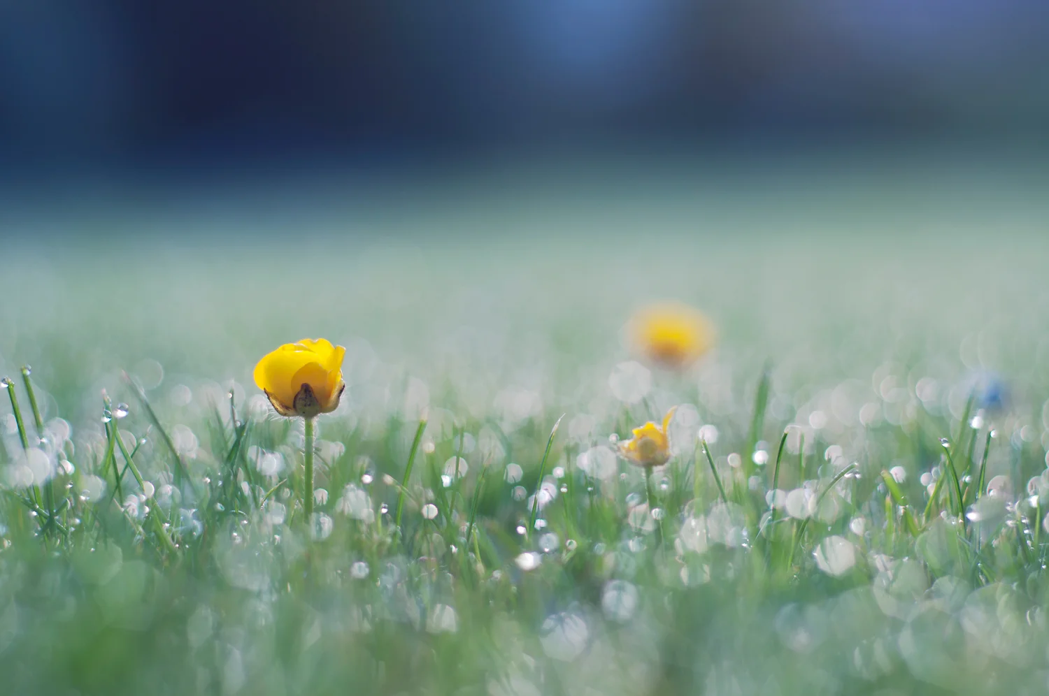 Ida_Hollis_Photography_Nature028.jpg