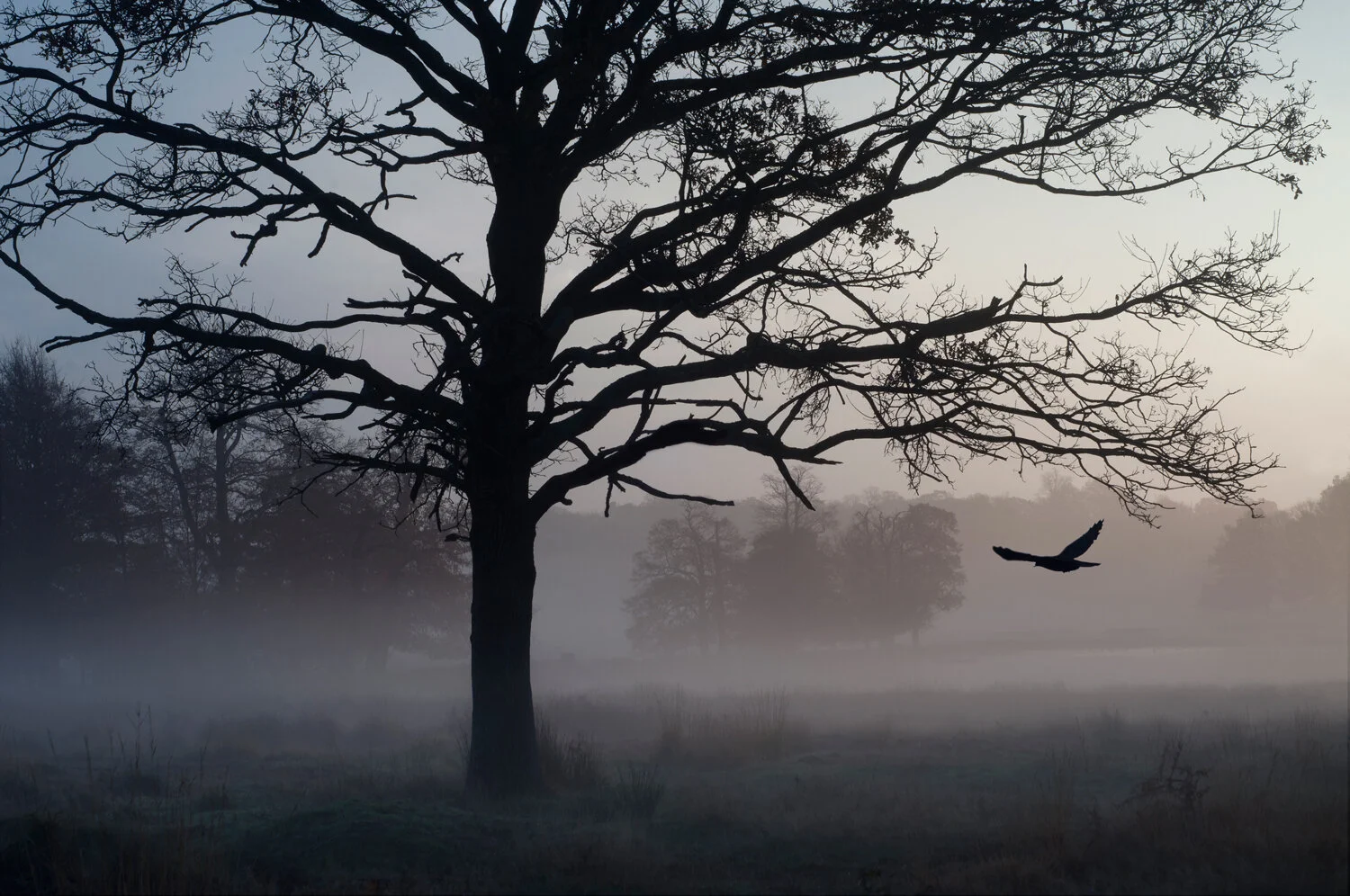 Spooky Morning