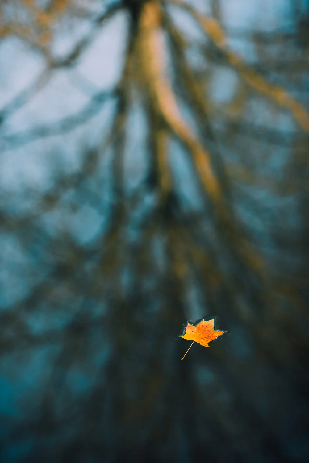 Ida_Hollis_Photography_Nature076.jpg