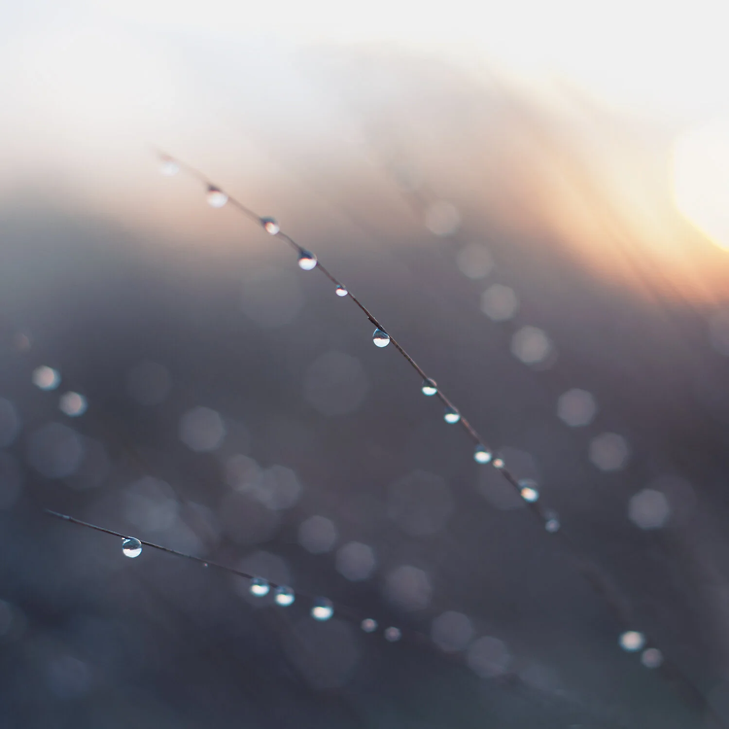 Ida_Hollis_Photography_Nature055.jpg