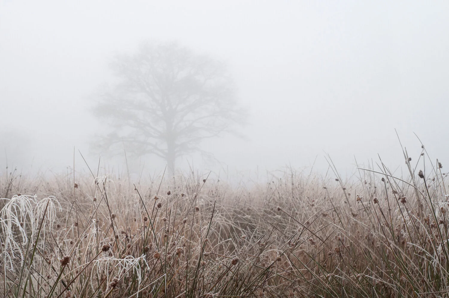 Ida_Hollis_Photography_Nature021.jpg
