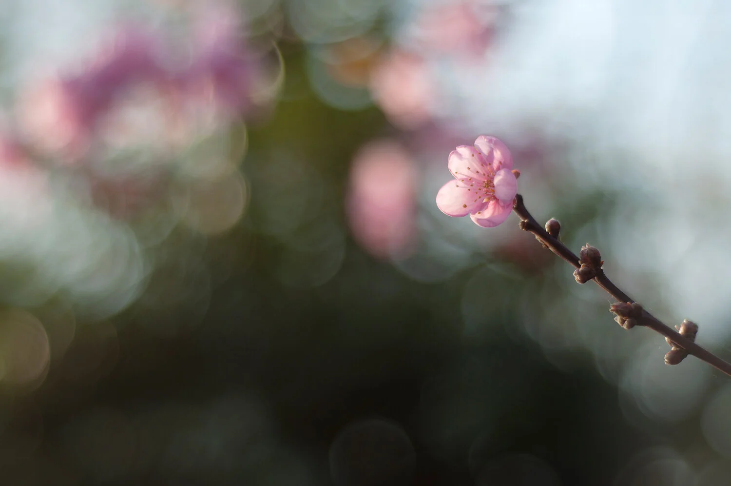 Ida_Hollis_Photography_Nature078.jpg