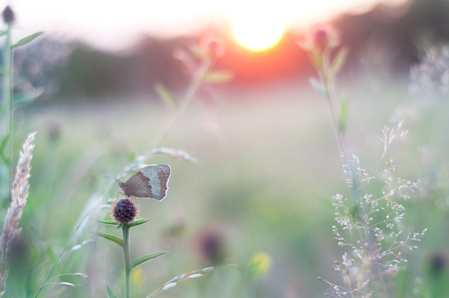 A Restful Soul