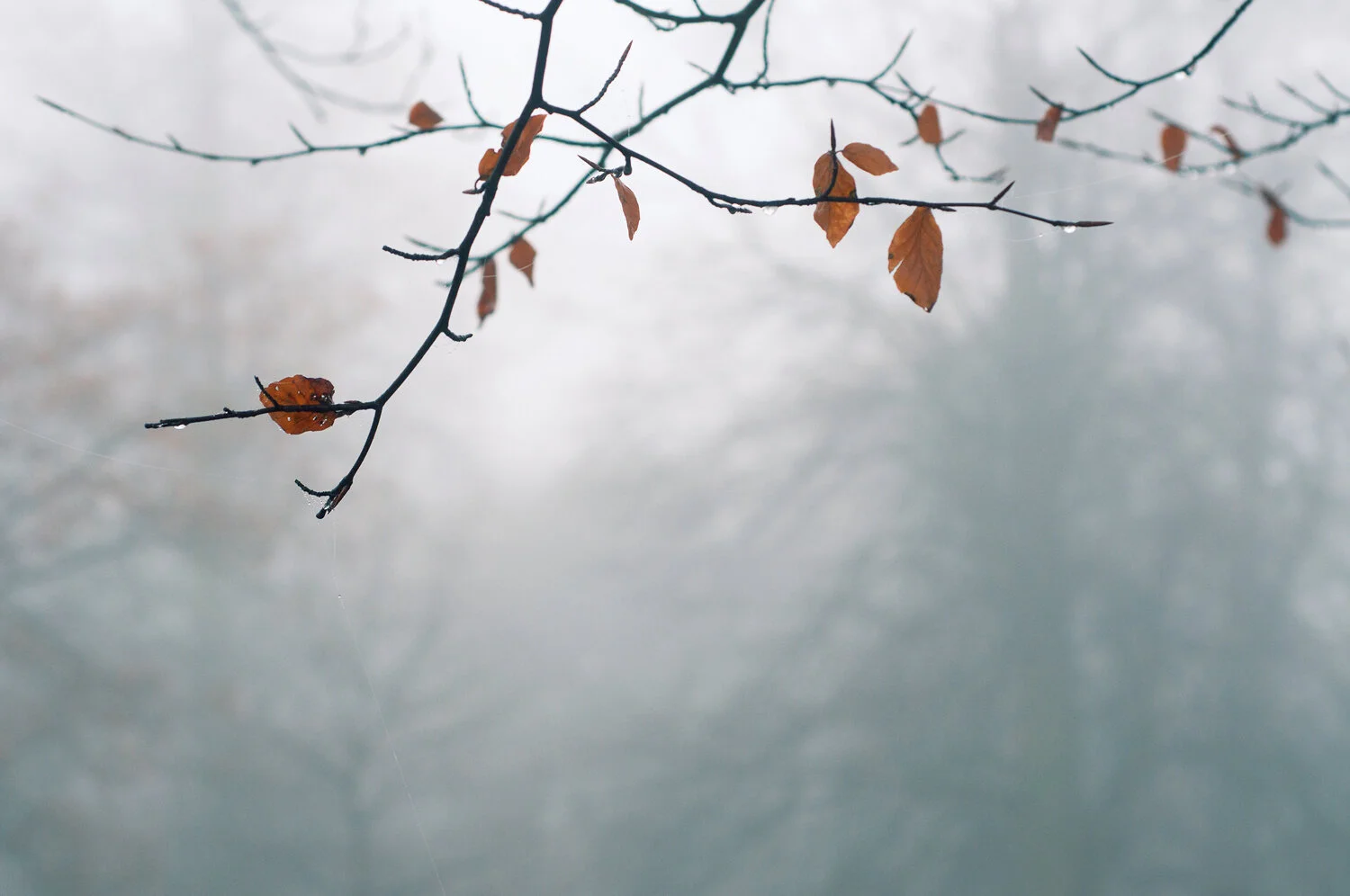 Ida_Hollis_Photography_Nature020.jpg