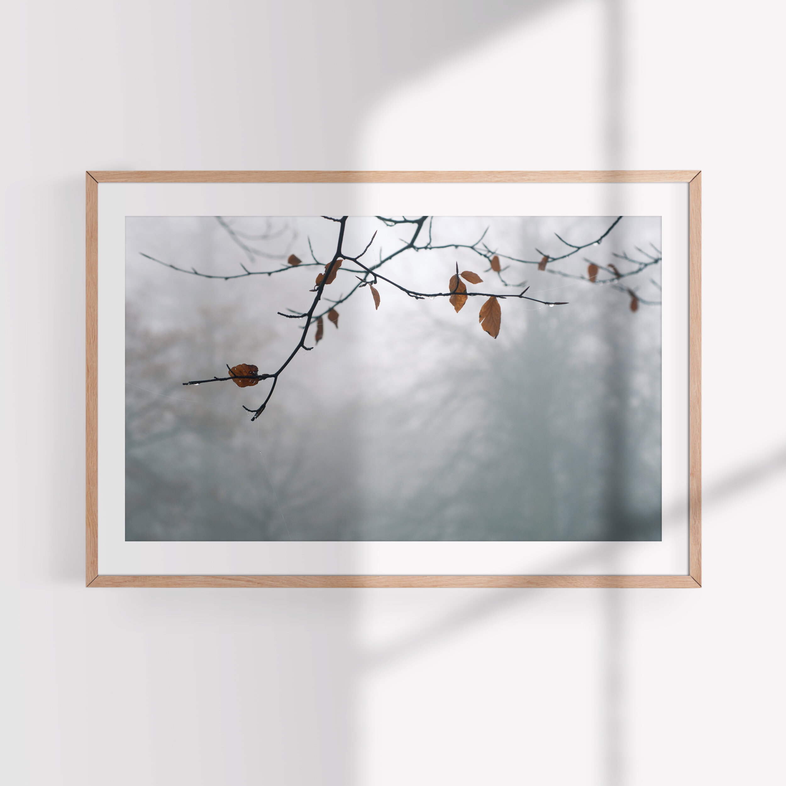 StillWinter_Shadow.jpg