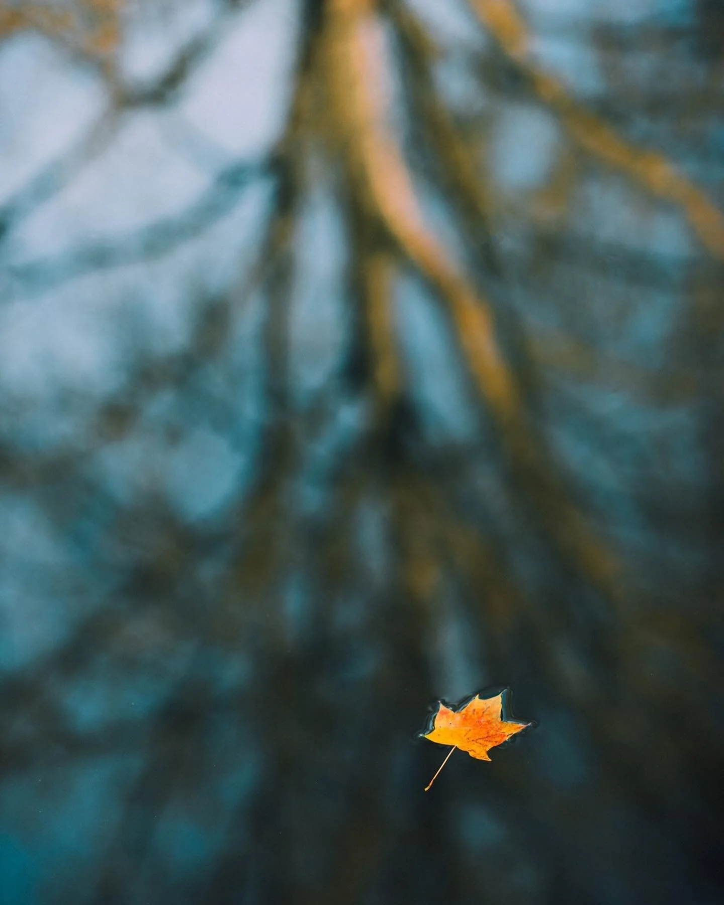 &lsquo;Little Signs of Autumn&rsquo;. I&rsquo;m starting to see some early autumnal signs already so this is fitting for today&rsquo;s new print. Link in bio.

I caught sight of this bright little colourful leaf floating on the water with the reflect