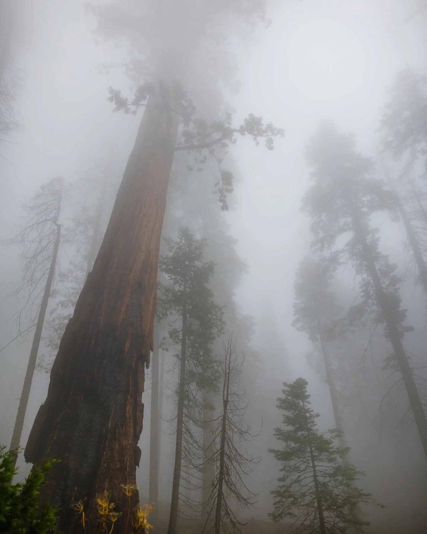 I&rsquo;m starting to add some prints from America to my shop now. Starting with one from one of my favourite places - The Sequoia Forest in California. I have called this one &lsquo;Mystery of the Giants&rsquo;. Link in bio as always...