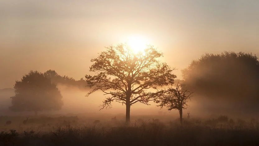 Deer in the Glow of Sunrise, an old favourite moment now available as a print!