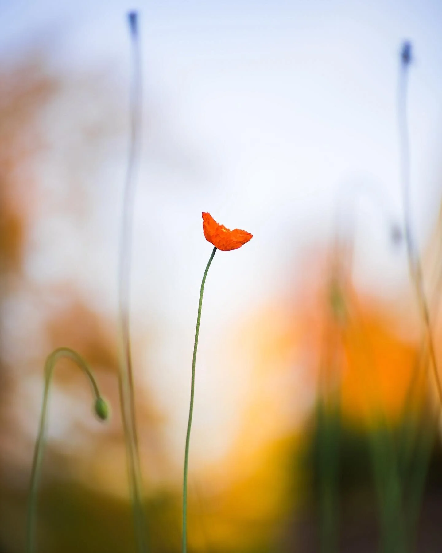 Beauty Hides in Unexpected Places - Print now available! I actually have this one in my own kitchen (see last two photos) to add a splash of brightness! See my story for some close ups of the paper and detail...

This image is one of my recent favour