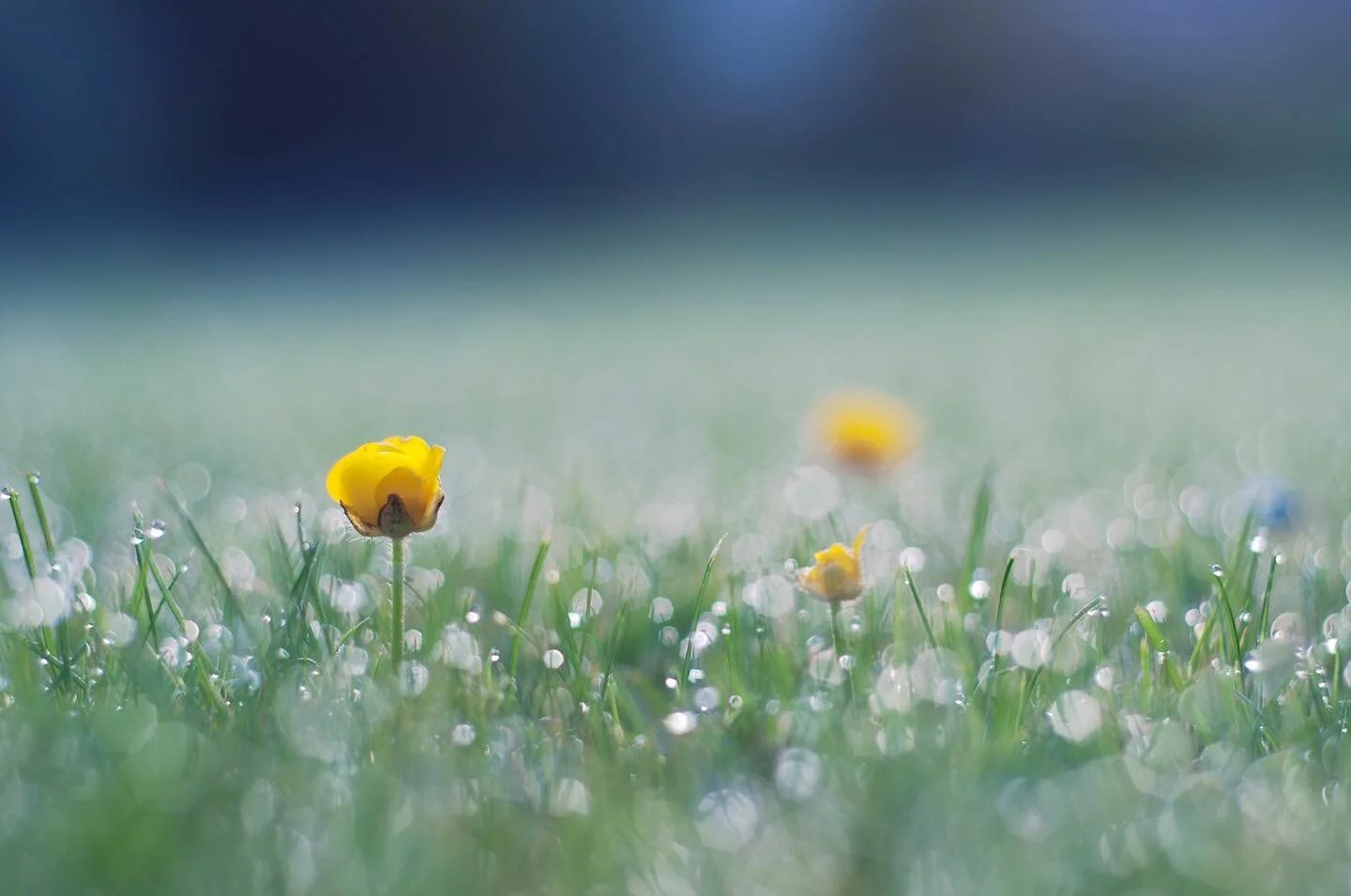 Good Morning Buttercup -

Another print in my online shop / on Etsy! I like remembering the story of this one:

I was walking back to my tent through wet grass after a disappointing sunrise that had been mostly obscured by cloud in Cornwall. While I 