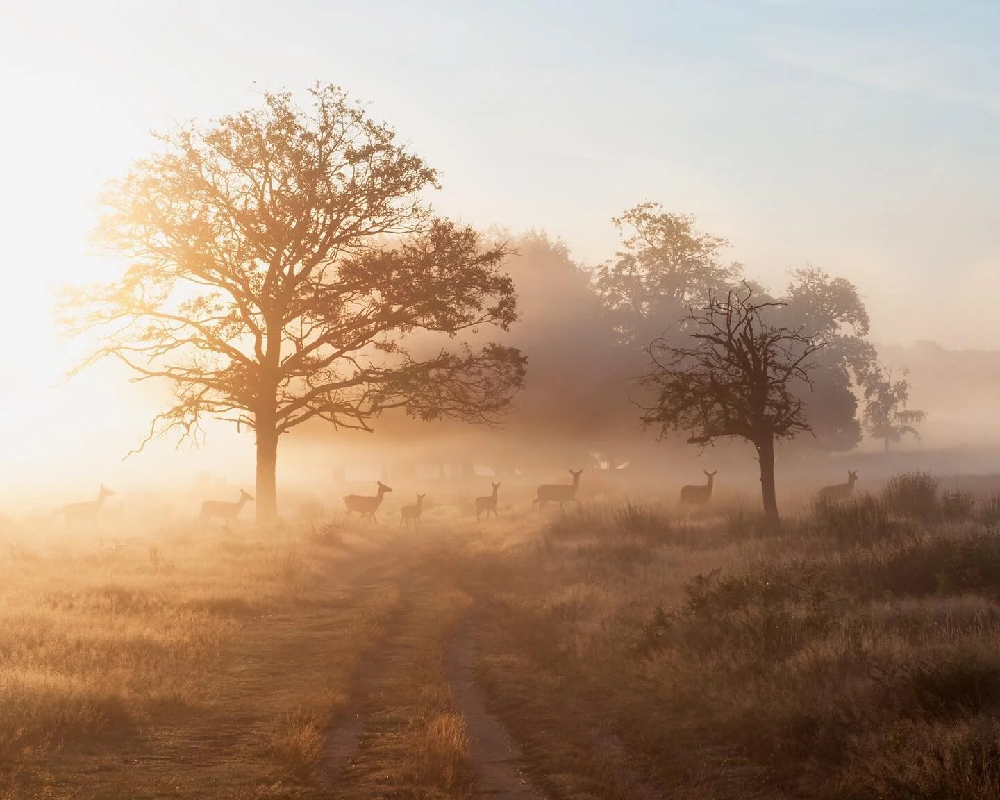 One of my favourite moments in the park...

It was incredibly misty, but summer sun shone through illuminating everything around with a golden glow. A herd of deer crossed the path in front of me. They walked by gracefully, pausing occasionally to lo