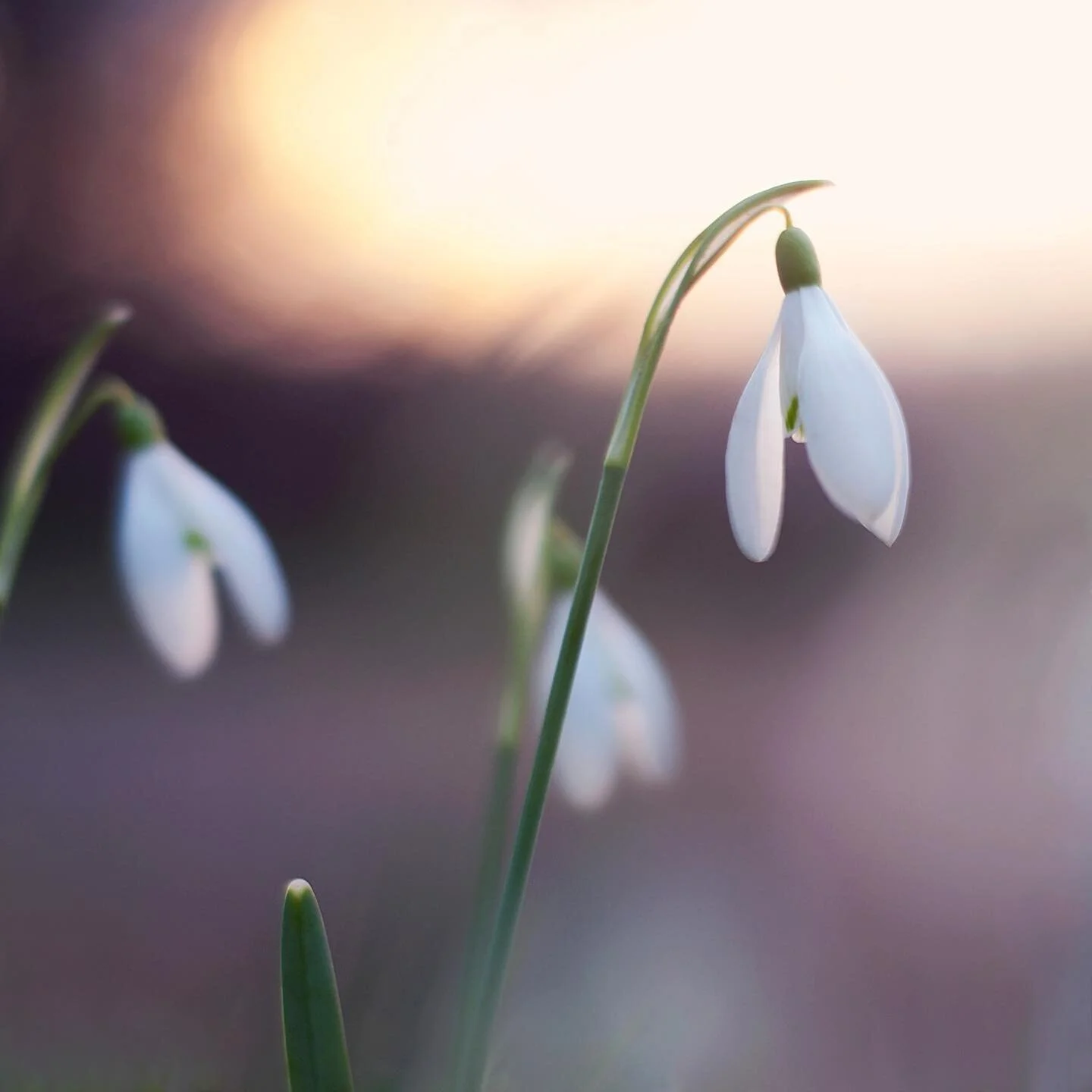 Spring Emerging

This was taken in Richmond Park, late evening as the sun was setting. The light was almost gone when I spotted these few perfect snowdrops - the first flowers of Spring in the last light of the day.