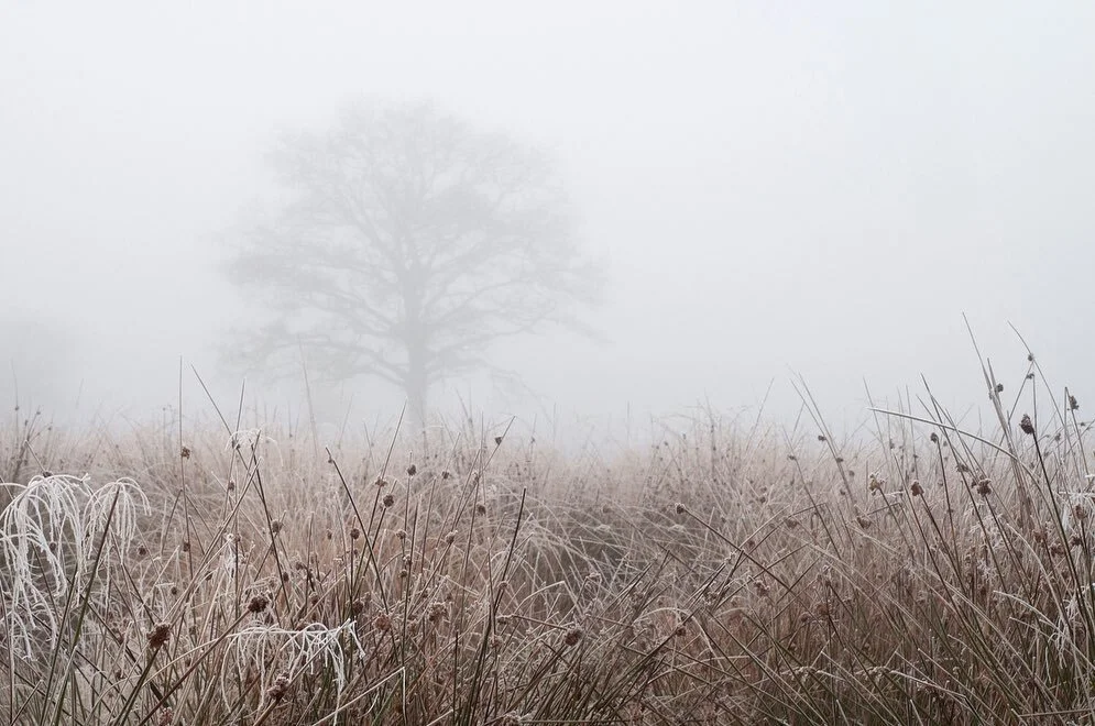 Mist and Frost

All is still and quiet, waiting for warmth to unravel the life within...