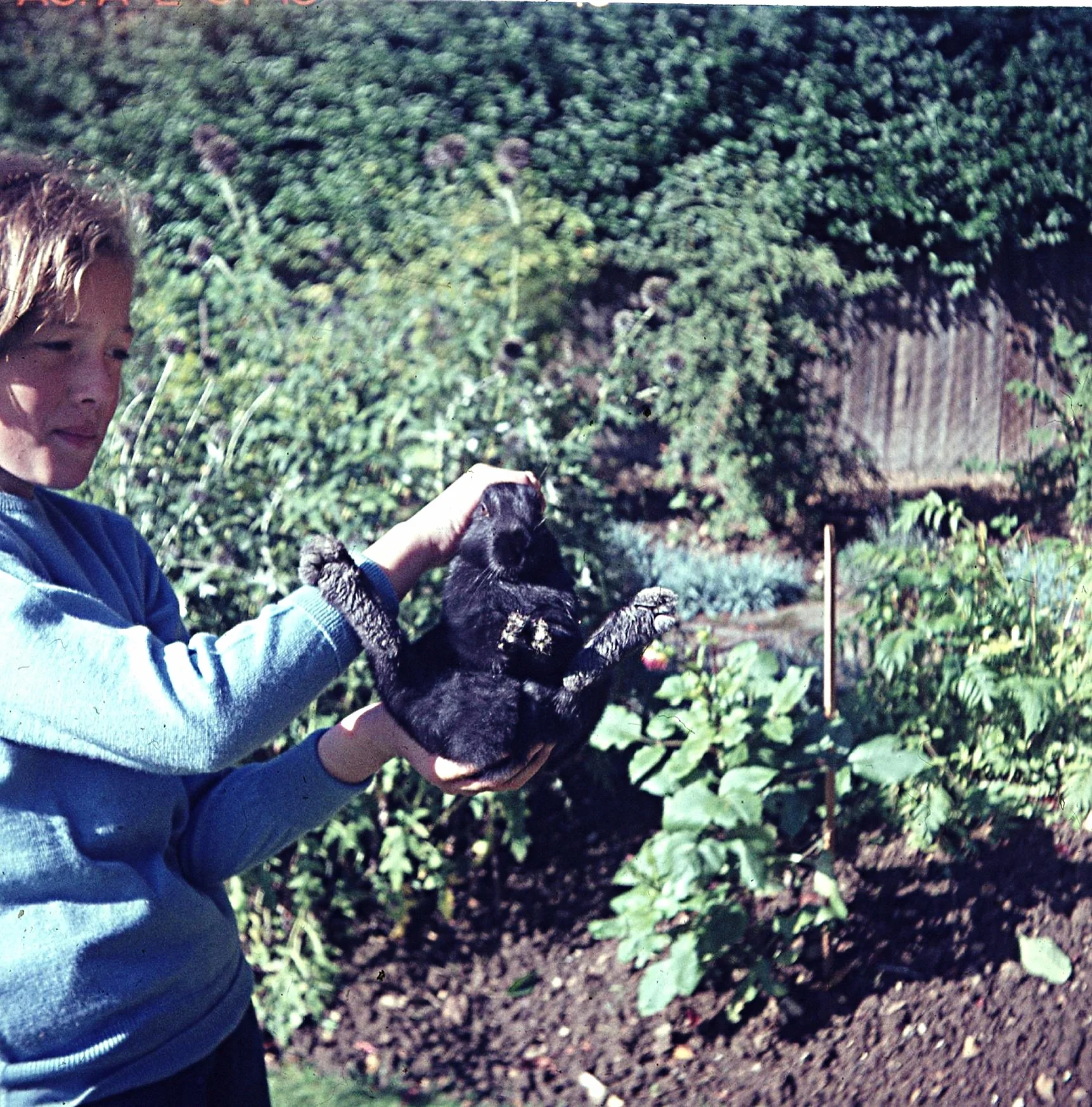 Chump with Rabbit, later considered a boring pet