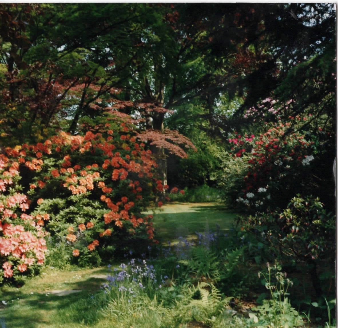 This garden was created around 1910 by the horticulturist owner of the big house next door. He brought many rare shrubs and trees back from China, including rhododendrons and azaleas.